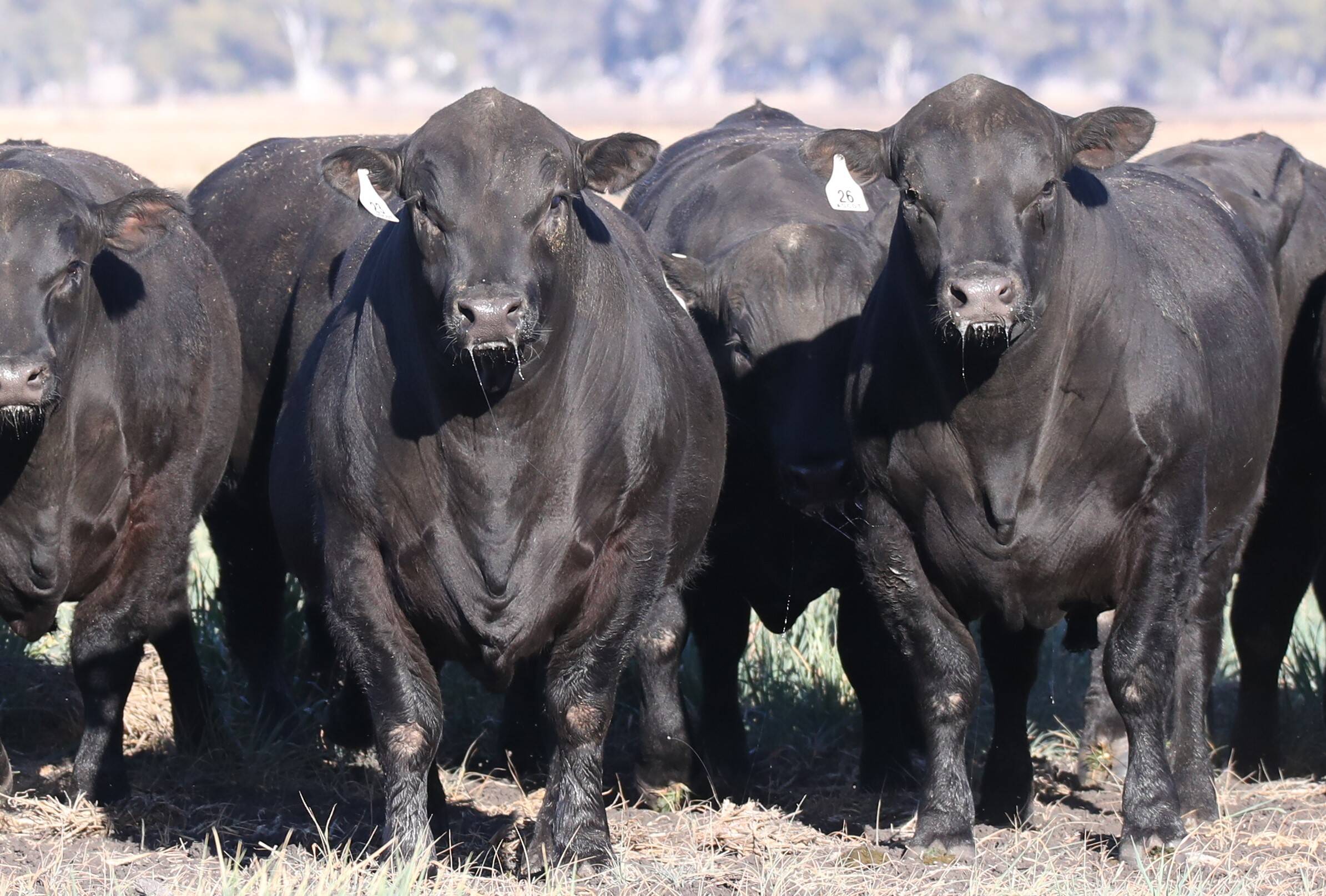 Solid black Angus cross Murray Grey cattle on Ryans Ridge country near Mungindi